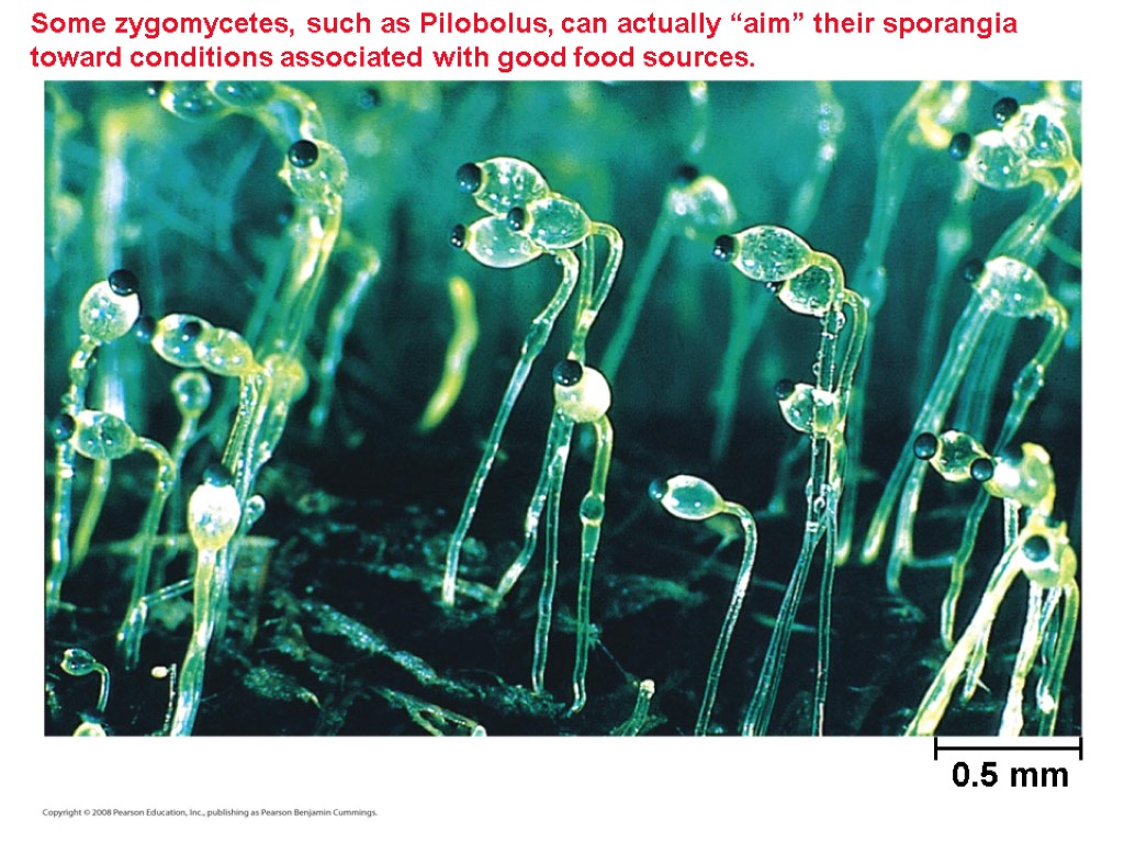 Some zygomycetes, such as Pilobolus, can actually “aim” their sporangia toward conditions associated with